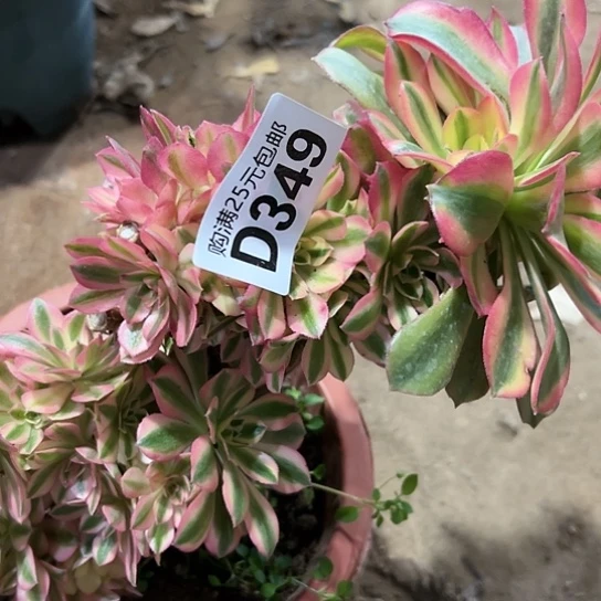 B*h多肉植物一个有砍