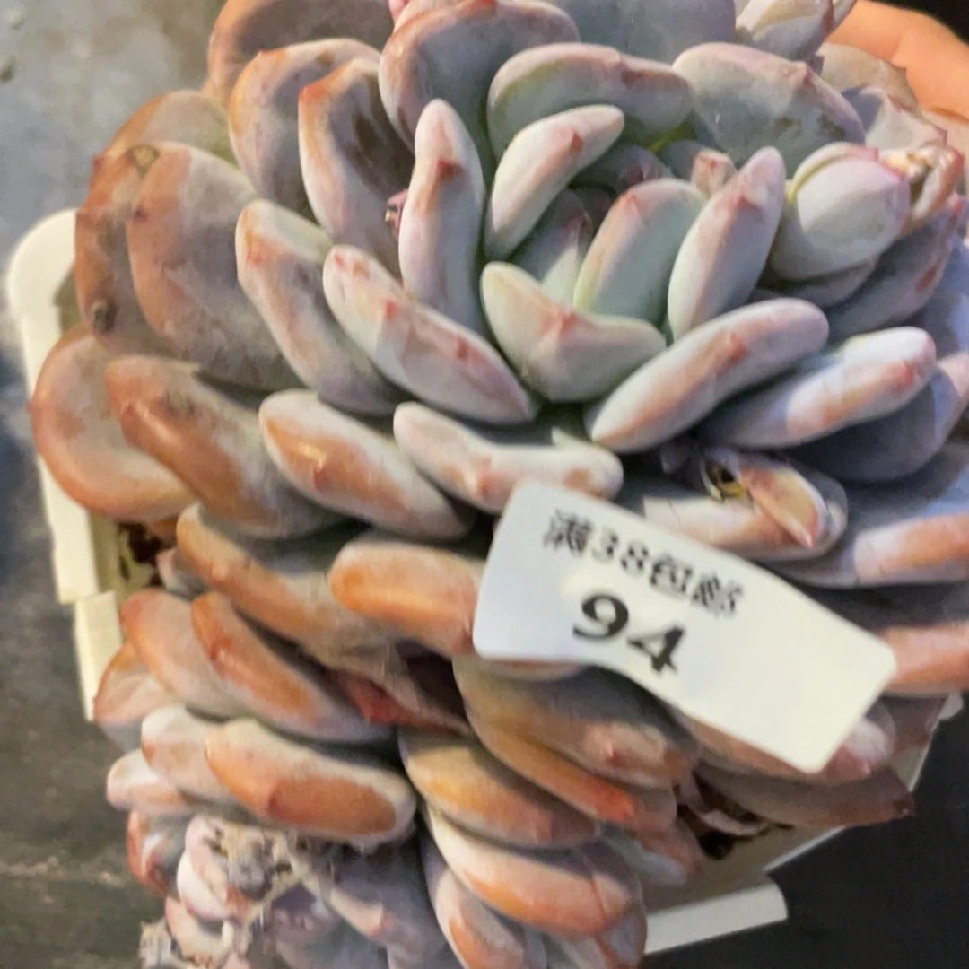 94石榴籽单头多肉植物