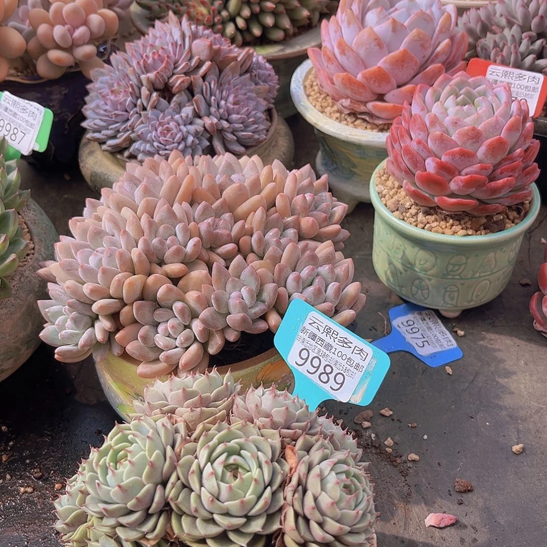 9989笨吧多肉植物