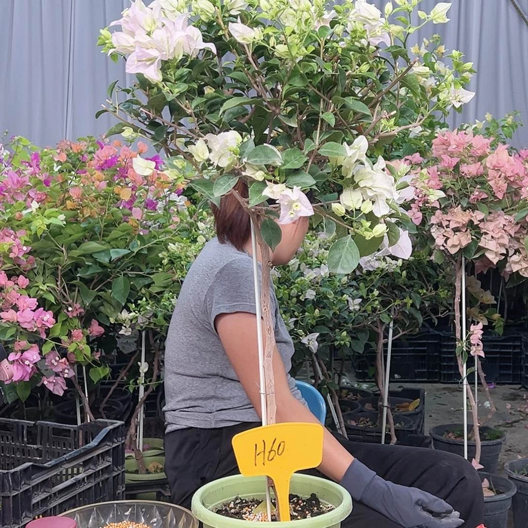 舞***凡当前无花栽培后可以开花H60苹果花