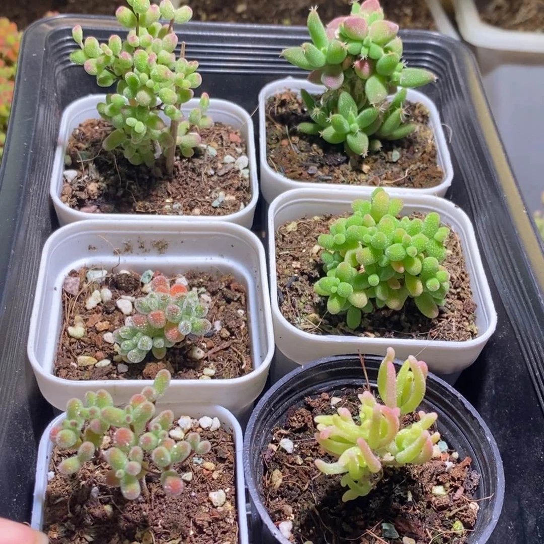 精控套餐6颗不同品种