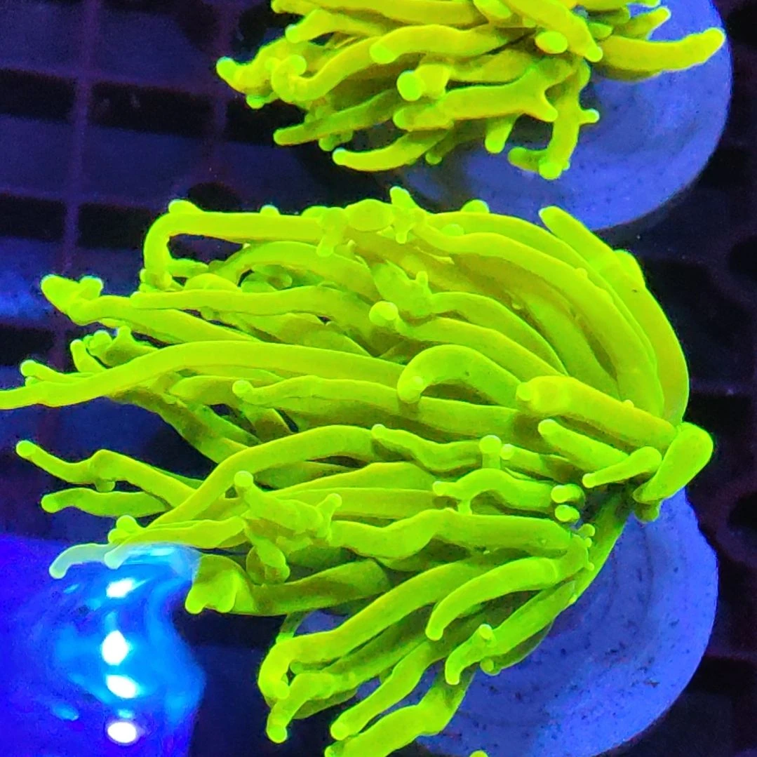 太阳神圣杯金火柴