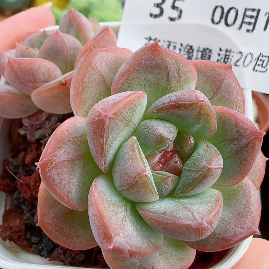花语逸镜0018-35糖心