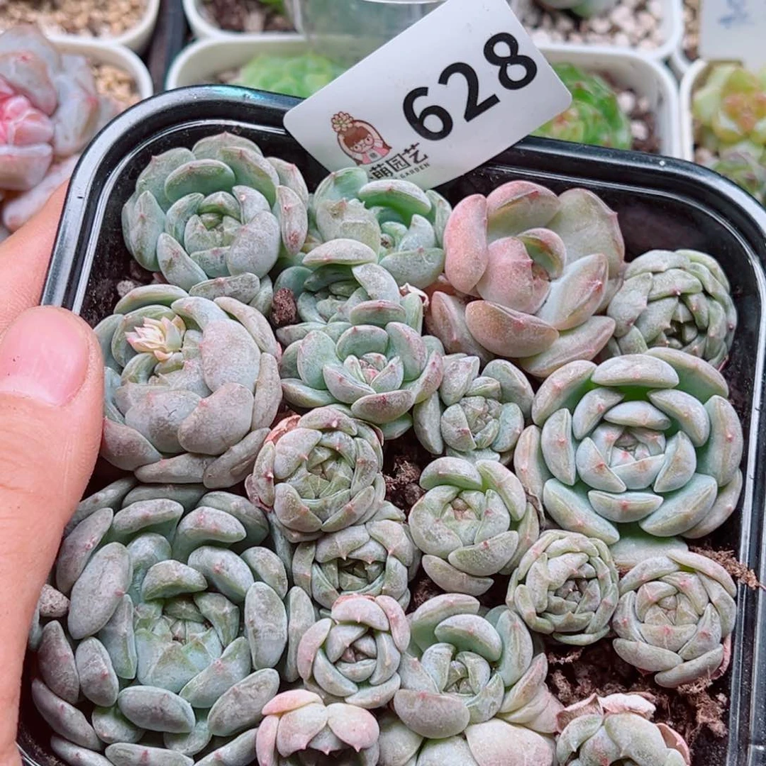 当前无花朵，栽培后可花朵