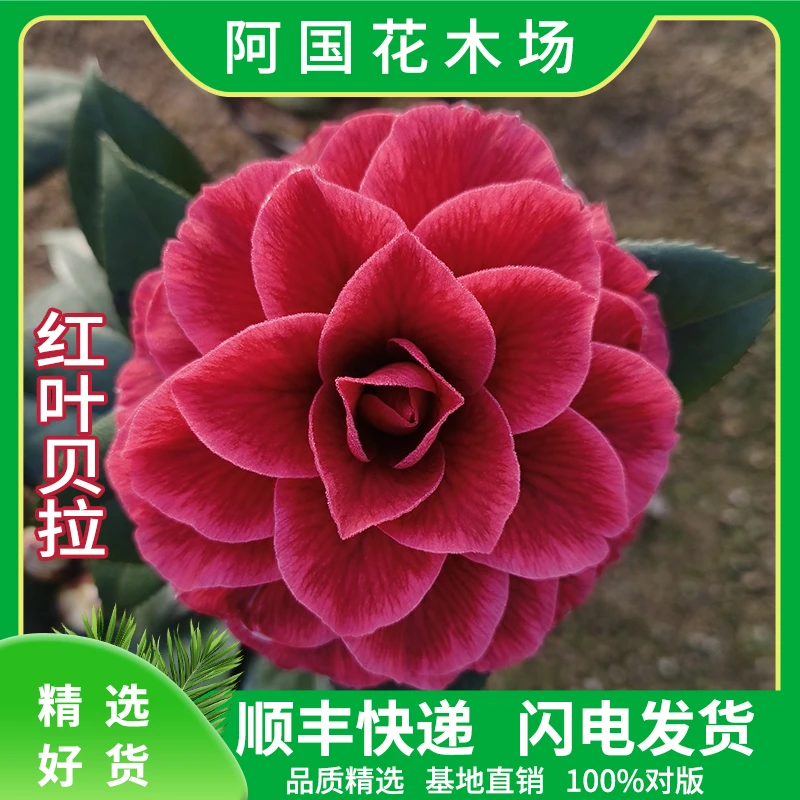 红叶贝拉巨型大花阳台庭院客厅绿植盆栽树带花苞复色纯色紫叶贝拉