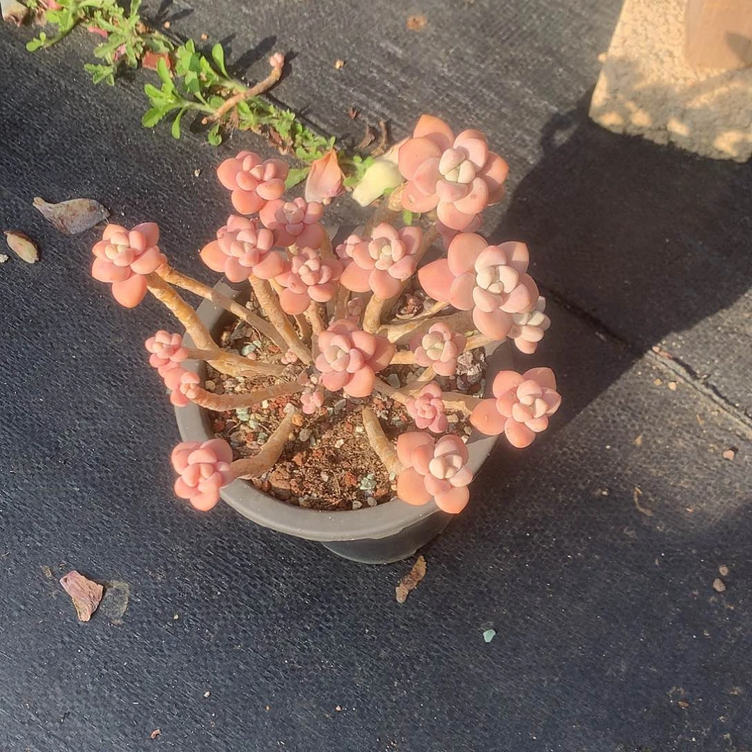 用****2红洛神多肉植物脱土