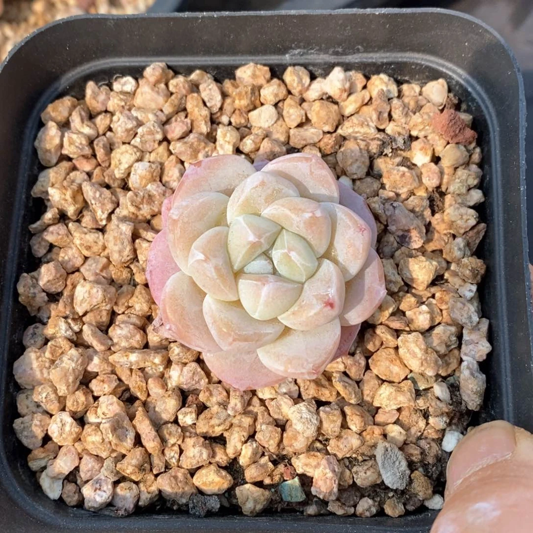 精品多肉一物一拍不包整546