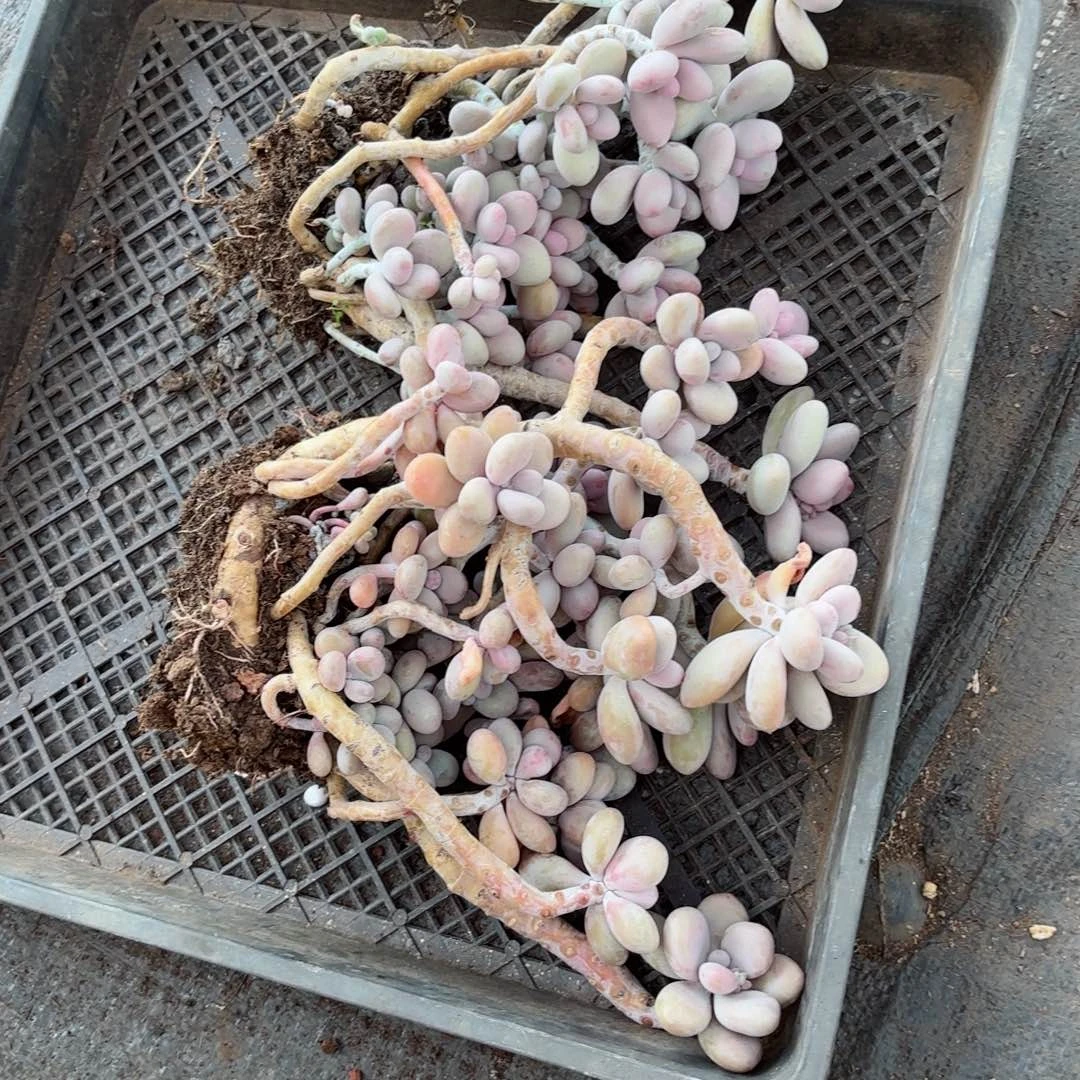 缘*桃蛋不售后19。