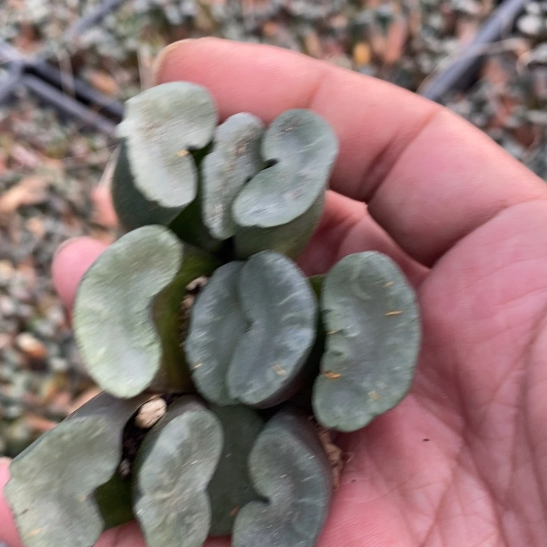 710 一颗大久保蓝镜玉扇 铭品。周末福利