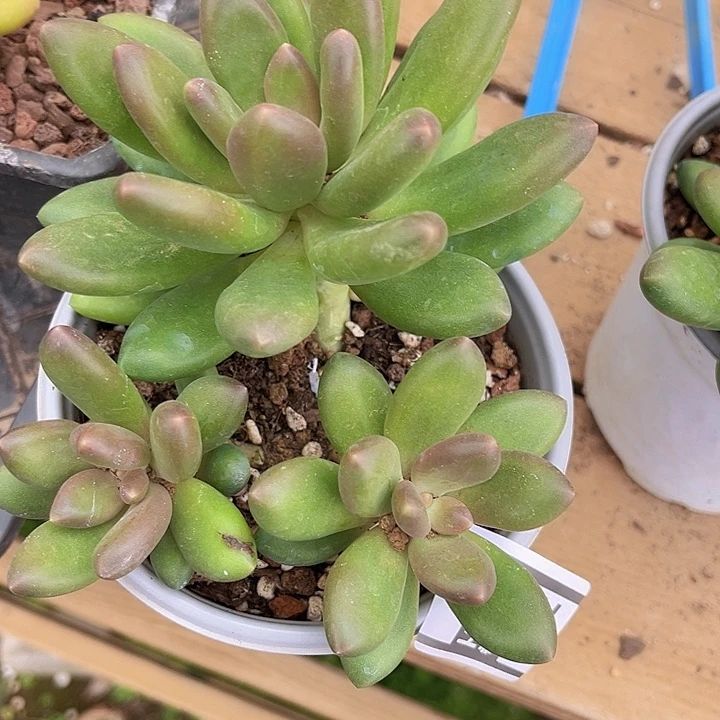 芒果奶10106多肉植物