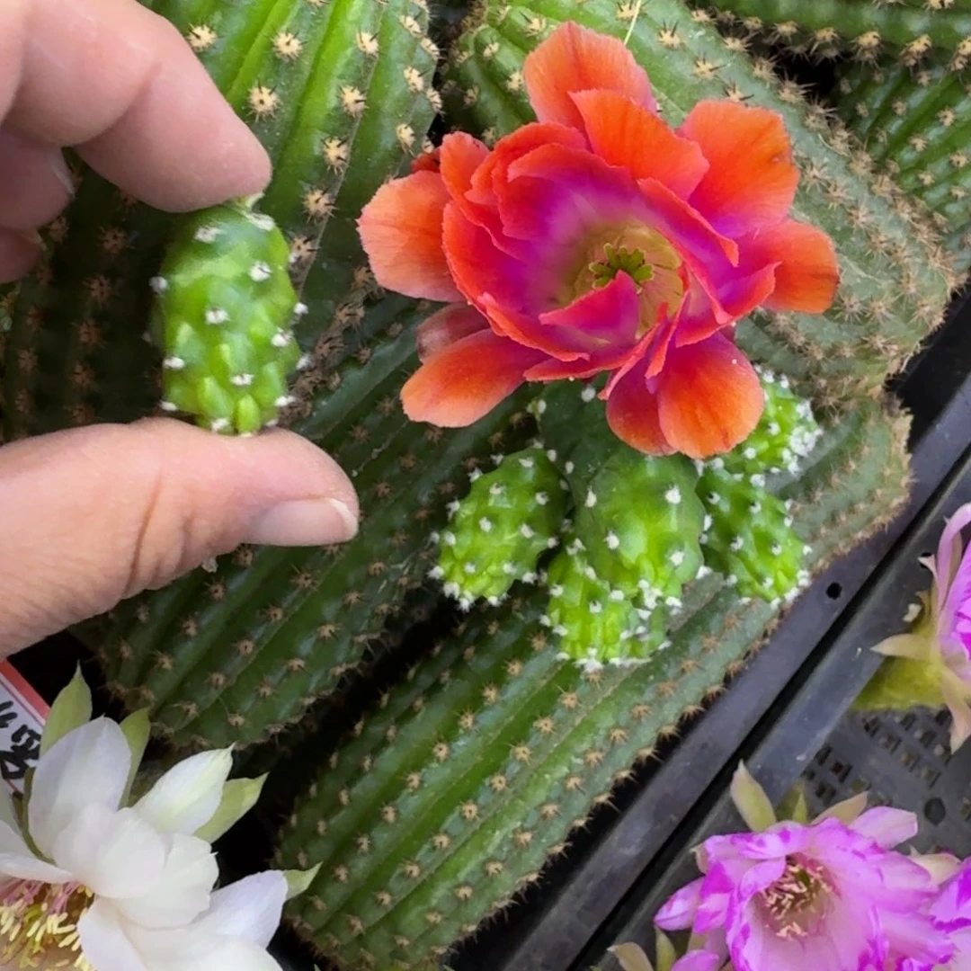 200橘水仙2个无根侧牙很小，20包邮软