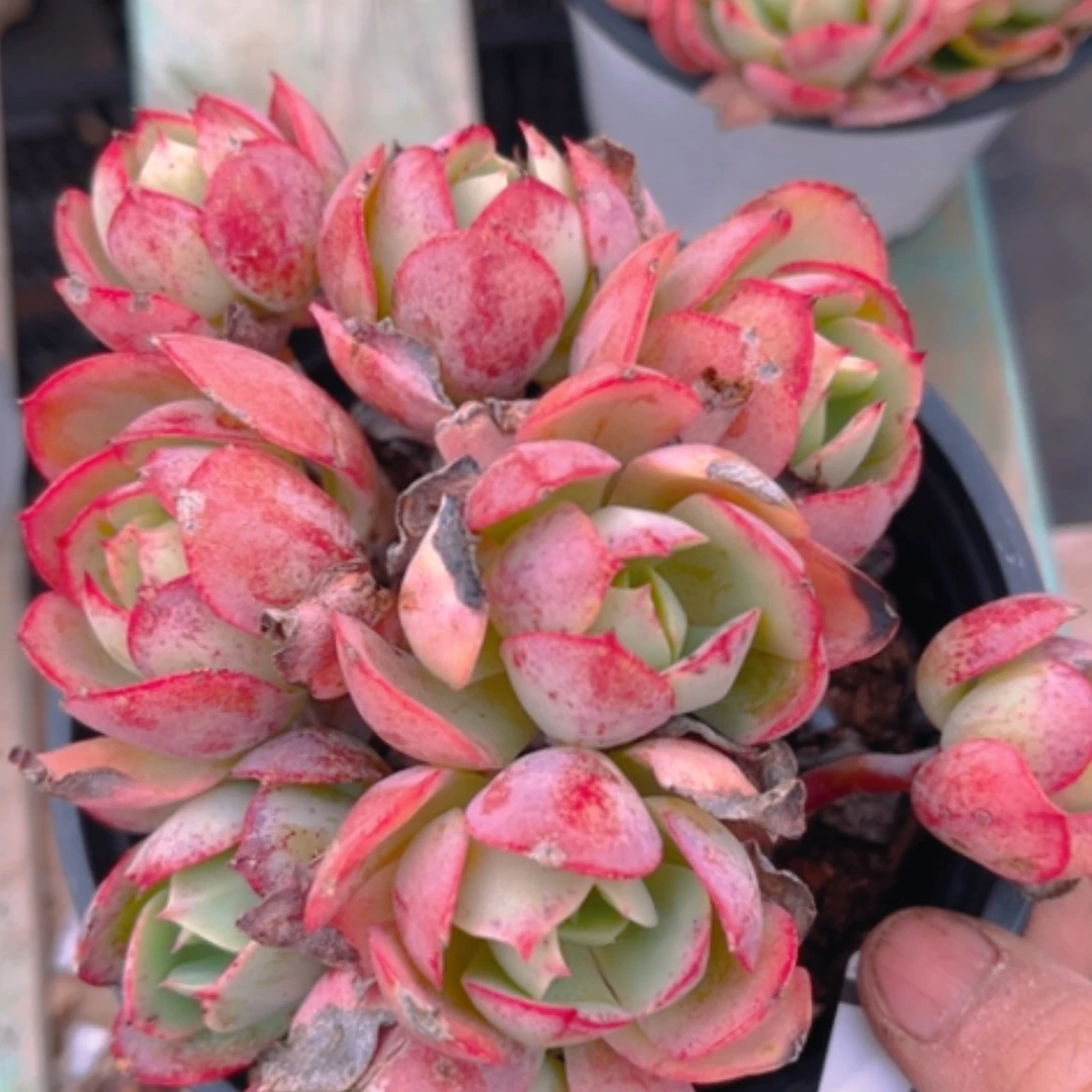 【闪购商品】克莉丝汀0723