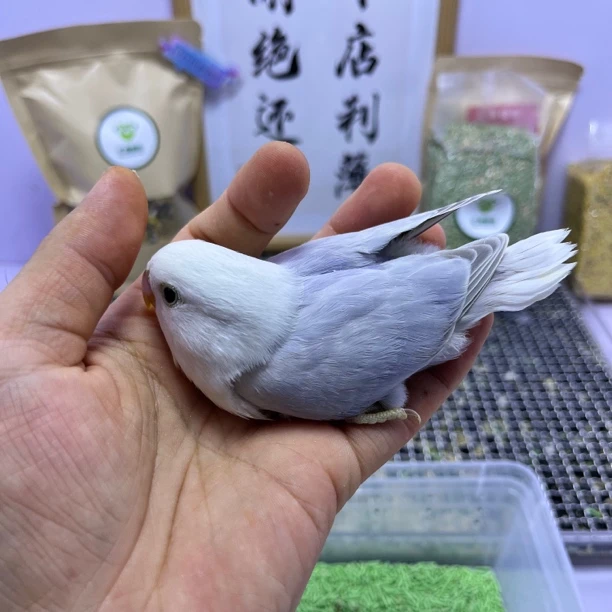 牡丹鹦鹉-精品重色紫伊莎公F60860
