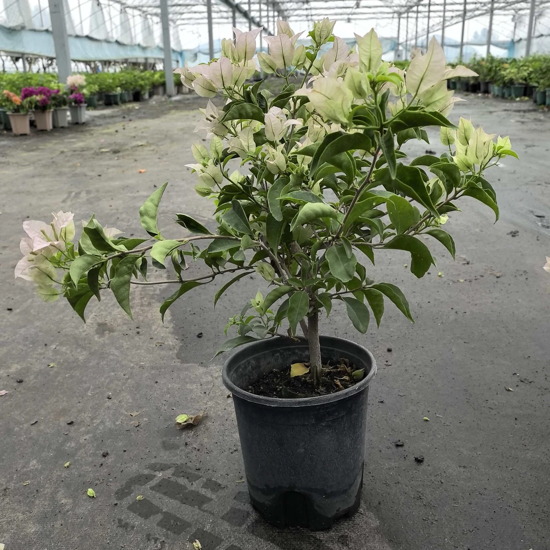 【苹果花】三角梅绿植盆栽【爱养花的月月】