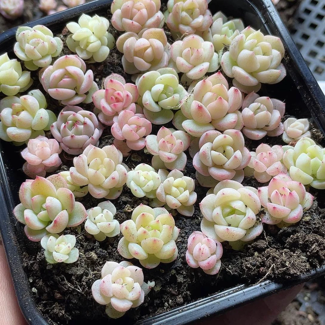 珍妮混一物一拍450