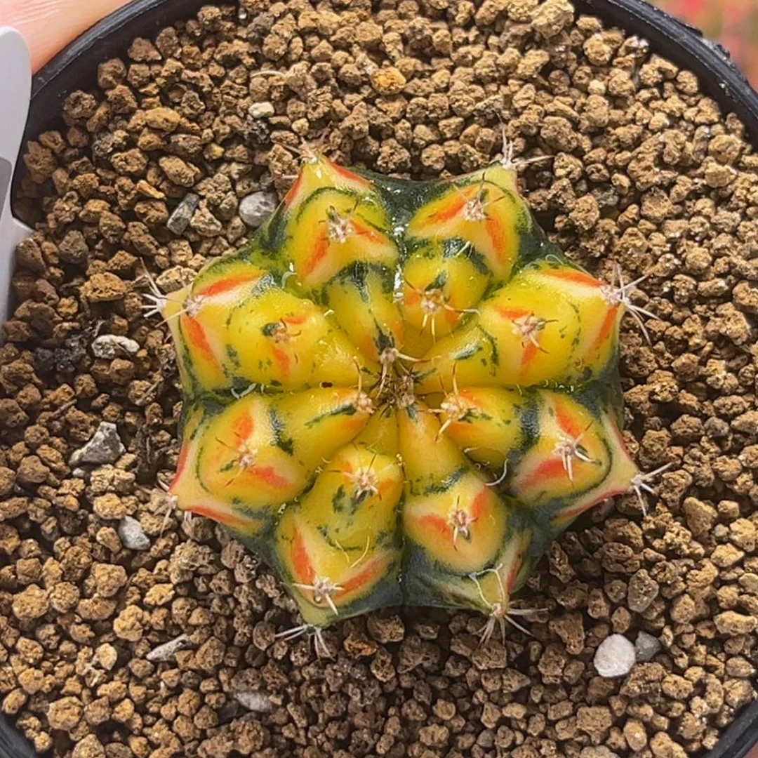 幻影骑士 米哈仙人球