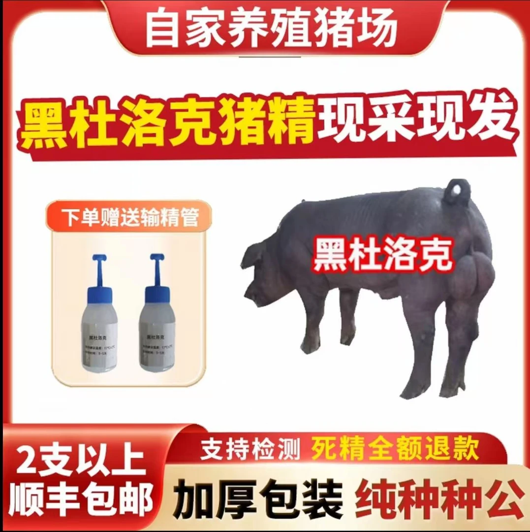 【杜洛克】60ml兽用优质猪精液猪精母猪配种人工授精注射器