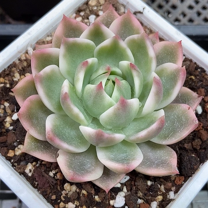 灵魂锦多肉植物的