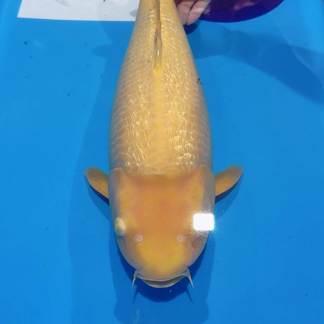 海水鱼佛山兴隆锦鲤
