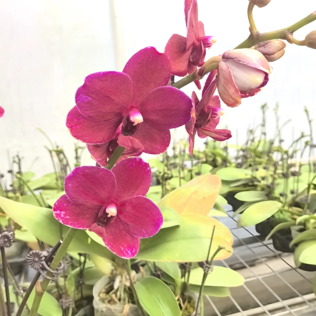 蝴蝶兰《胭脂》暗红色系 室内高端花卉  基地直发