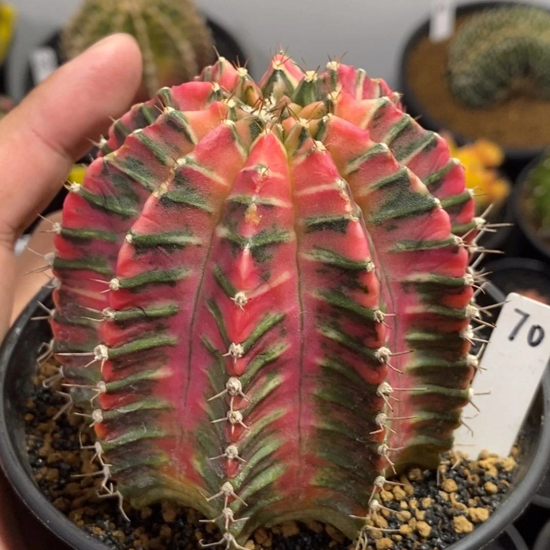 泰系全品米哈—带盆土发货21