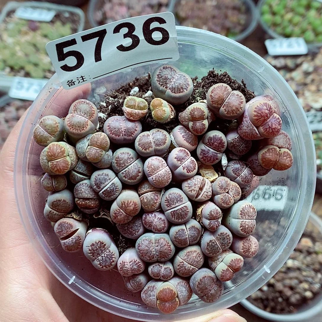 5736菊啦吧啦的直播