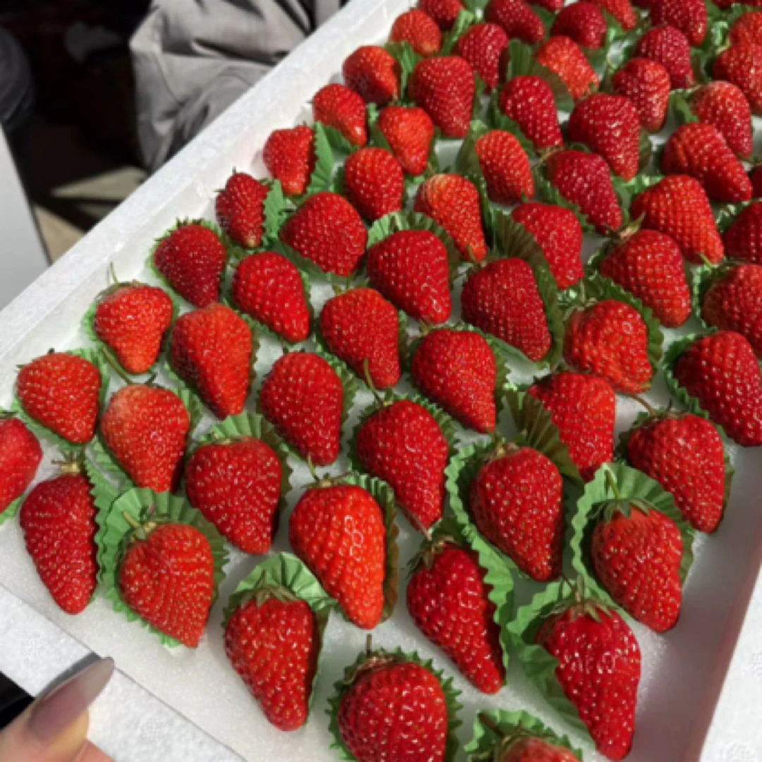 丹东大板久久草莓（6排）G