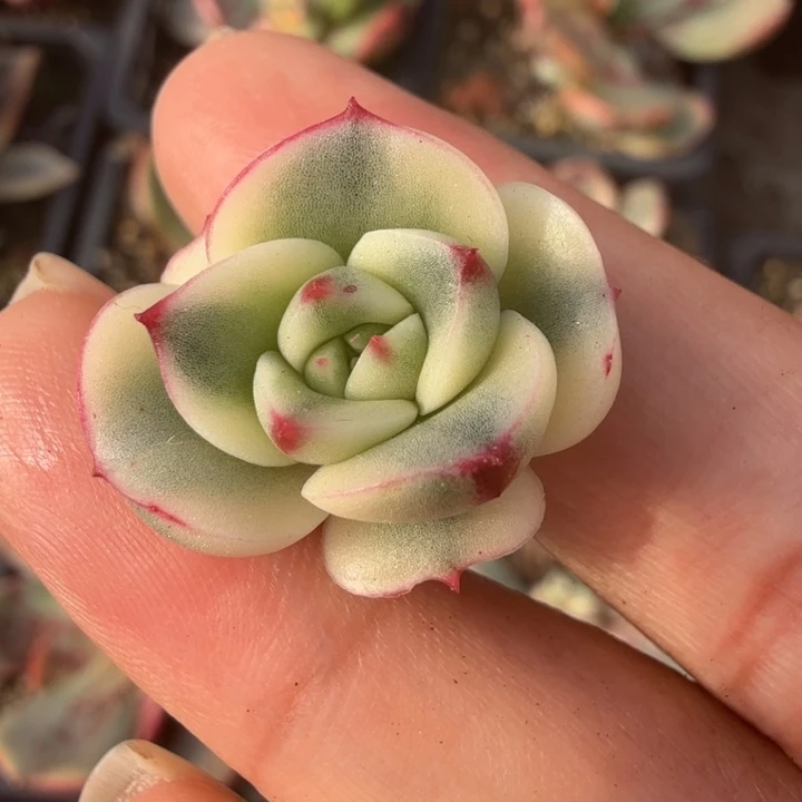 斗牛士锦腹轮锦无根