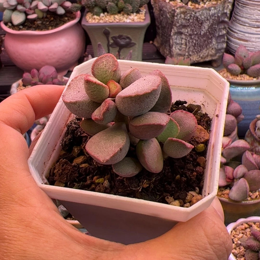 四***妹黛安娜。