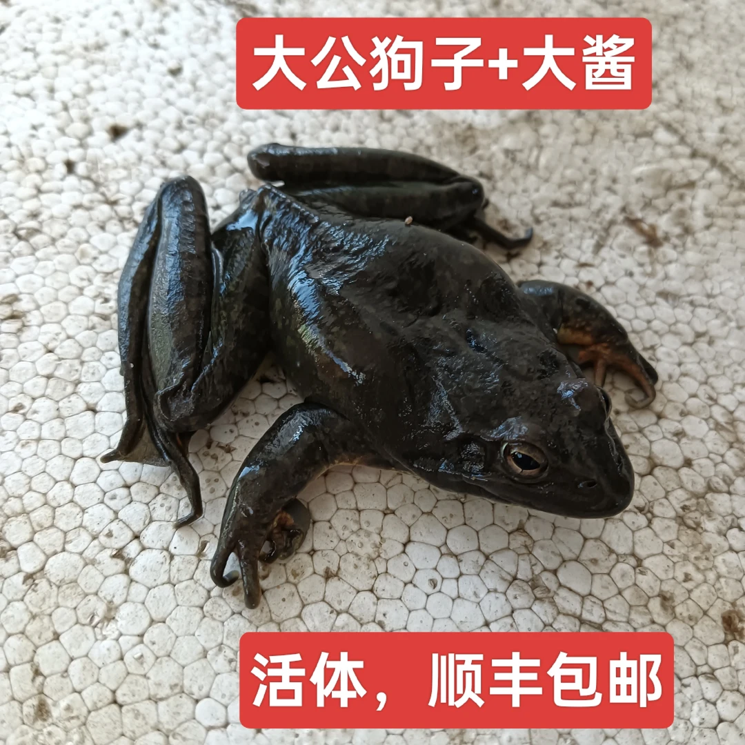 东北特产河鲜 公蛤 公子（顺丰包邮）