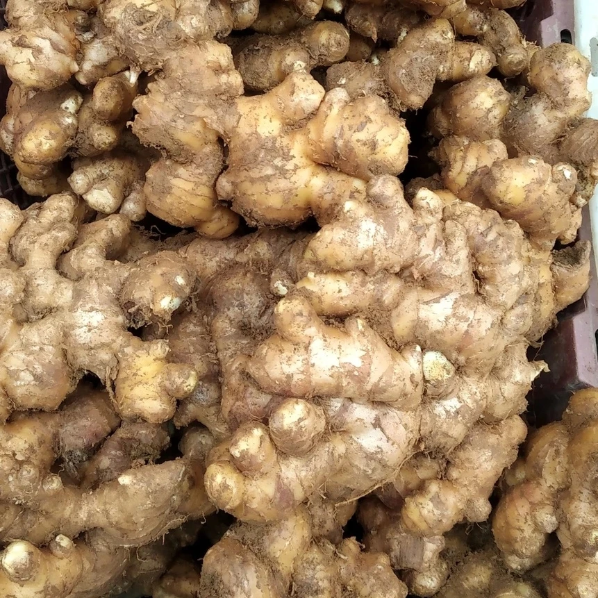 贵州高山特产本地生姜现挖新鲜小黄姜香辣十足