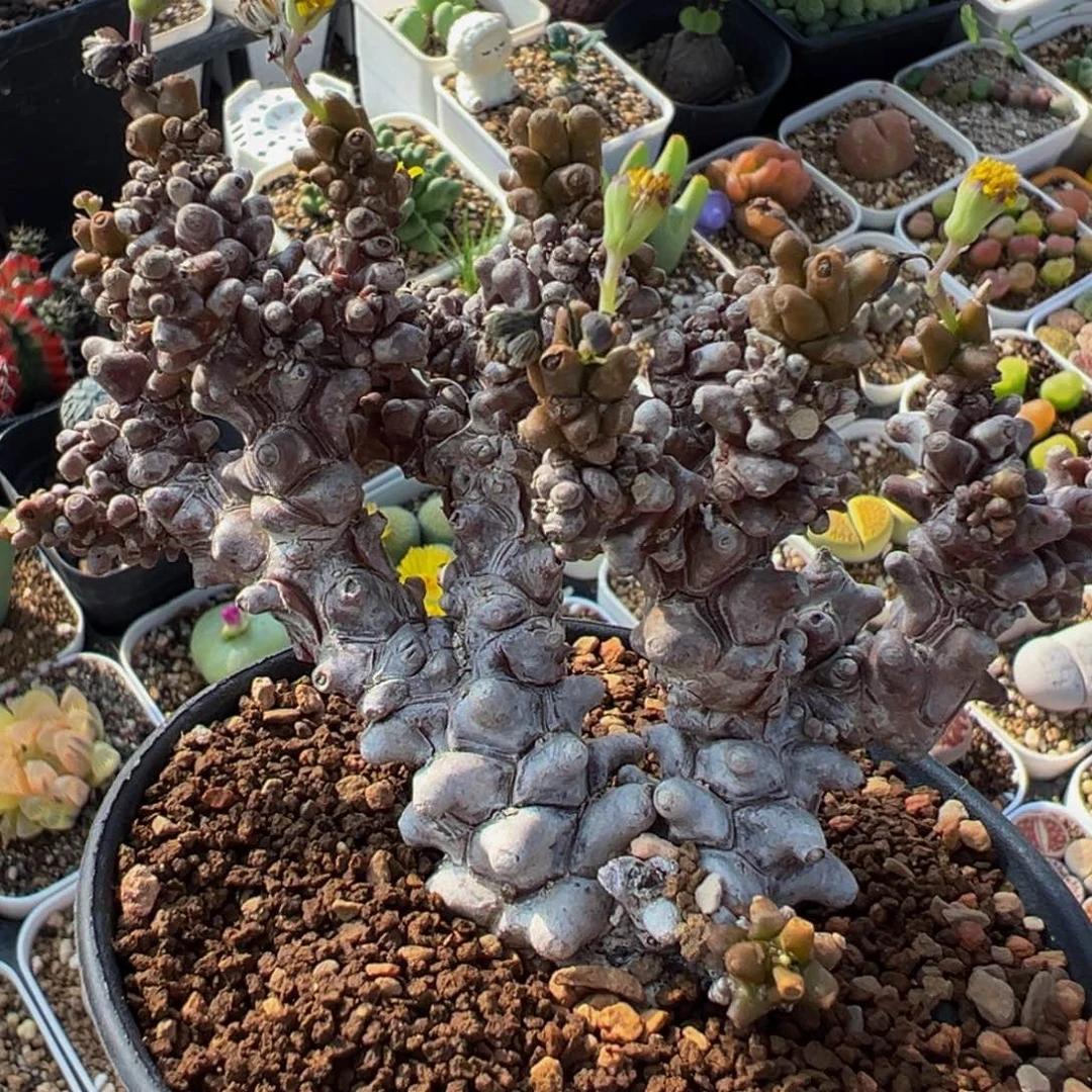 蛮鬼塔大老桩带盆多肉