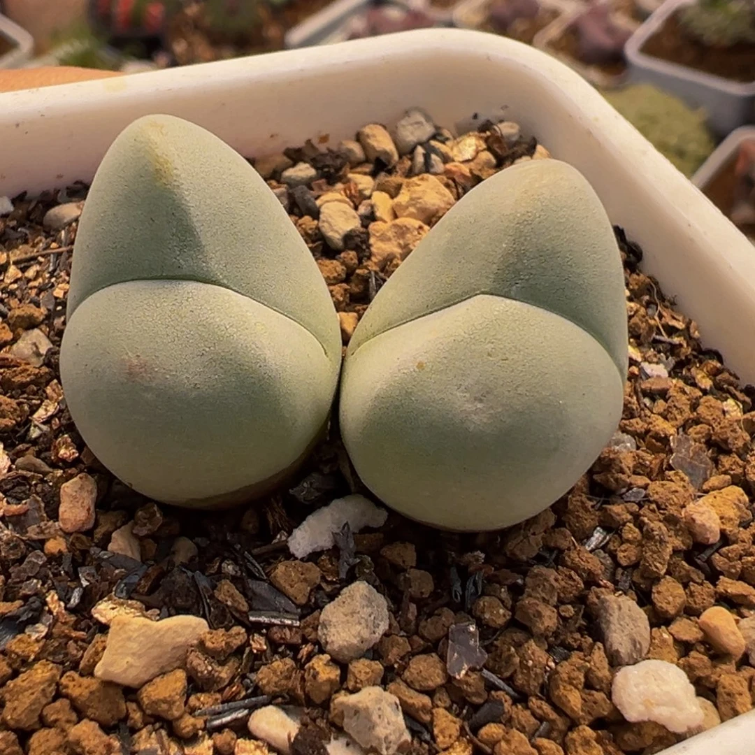 032多肉植物种类多样