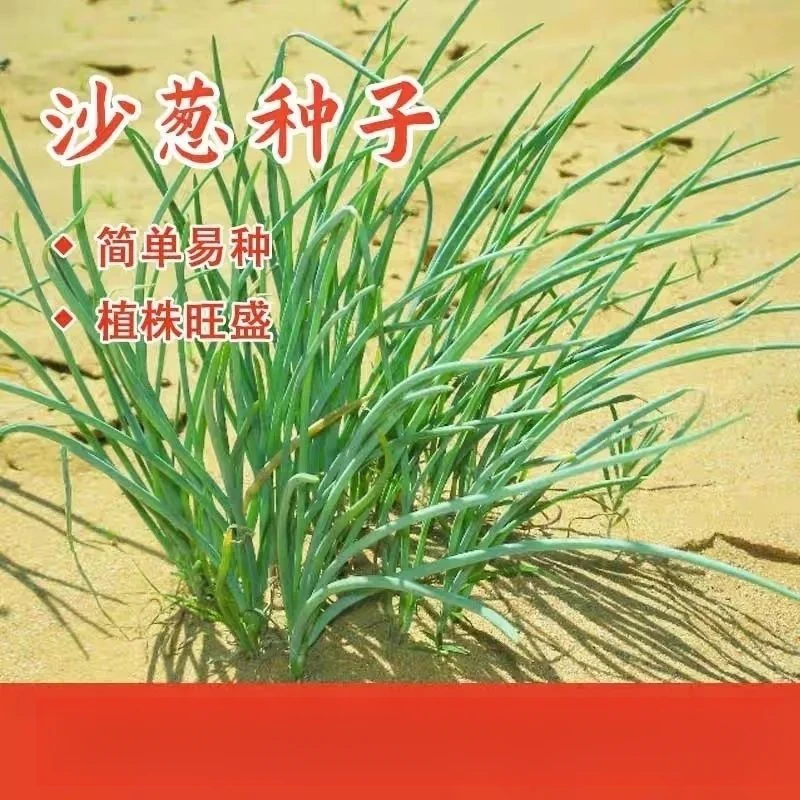 沙葱种子胡葱种孑耐寒耐旱四季韭葱香葱盆栽阳台蔬菜种籽四季