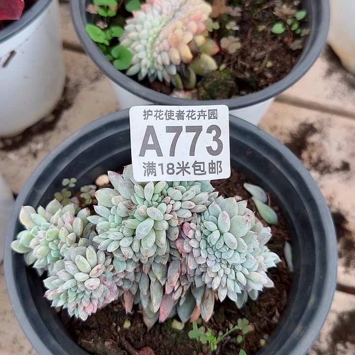 多肉法师淘宝福利