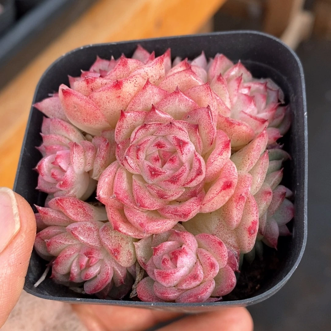 精品多肉一物一拍8