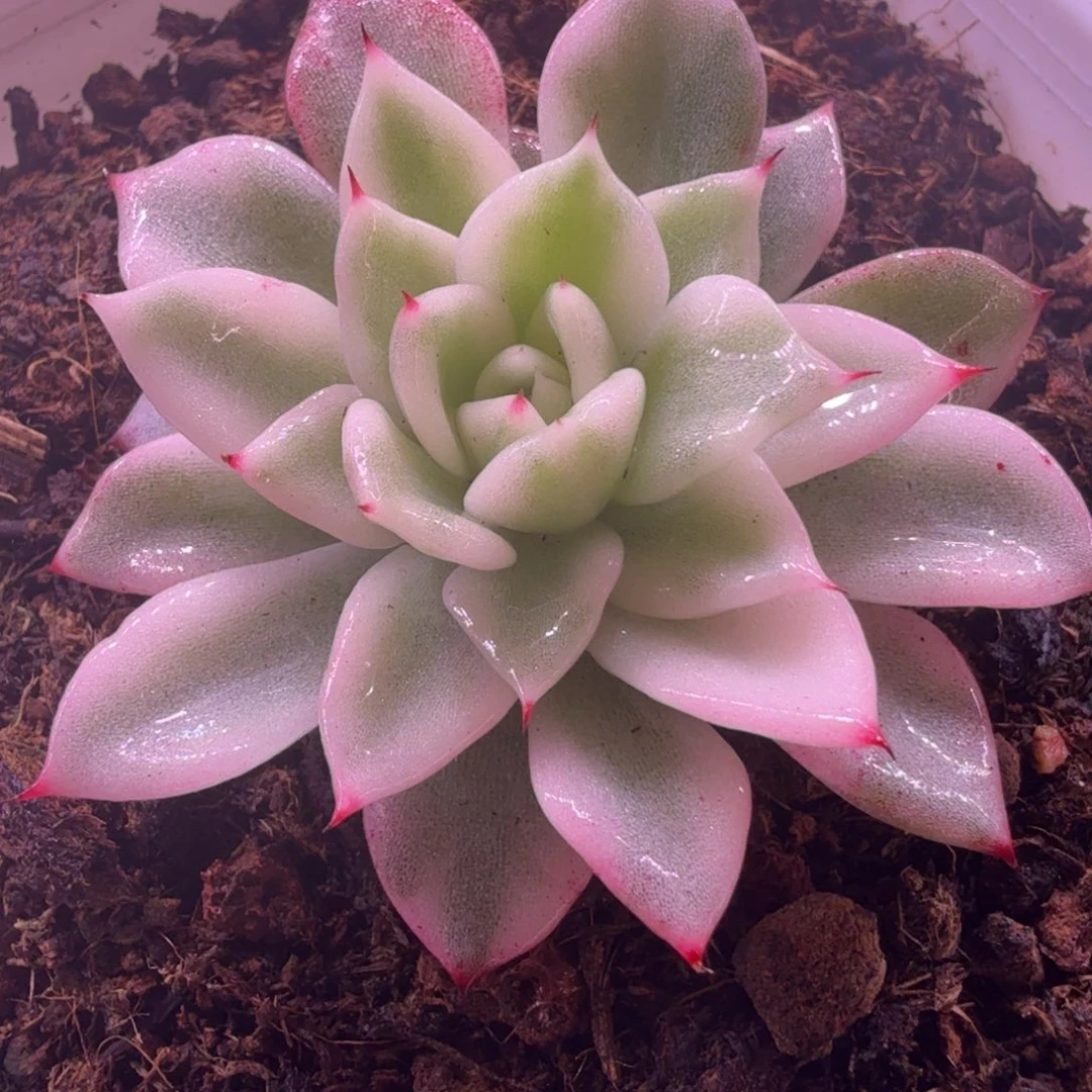 莎罗姬牡丹锦 多肉