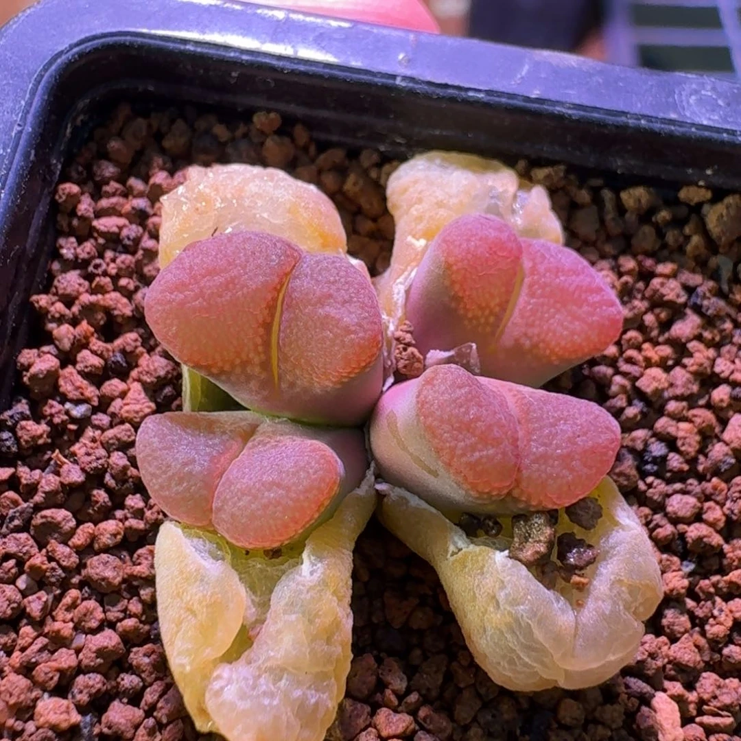 h****k云缦精品番杏4.56