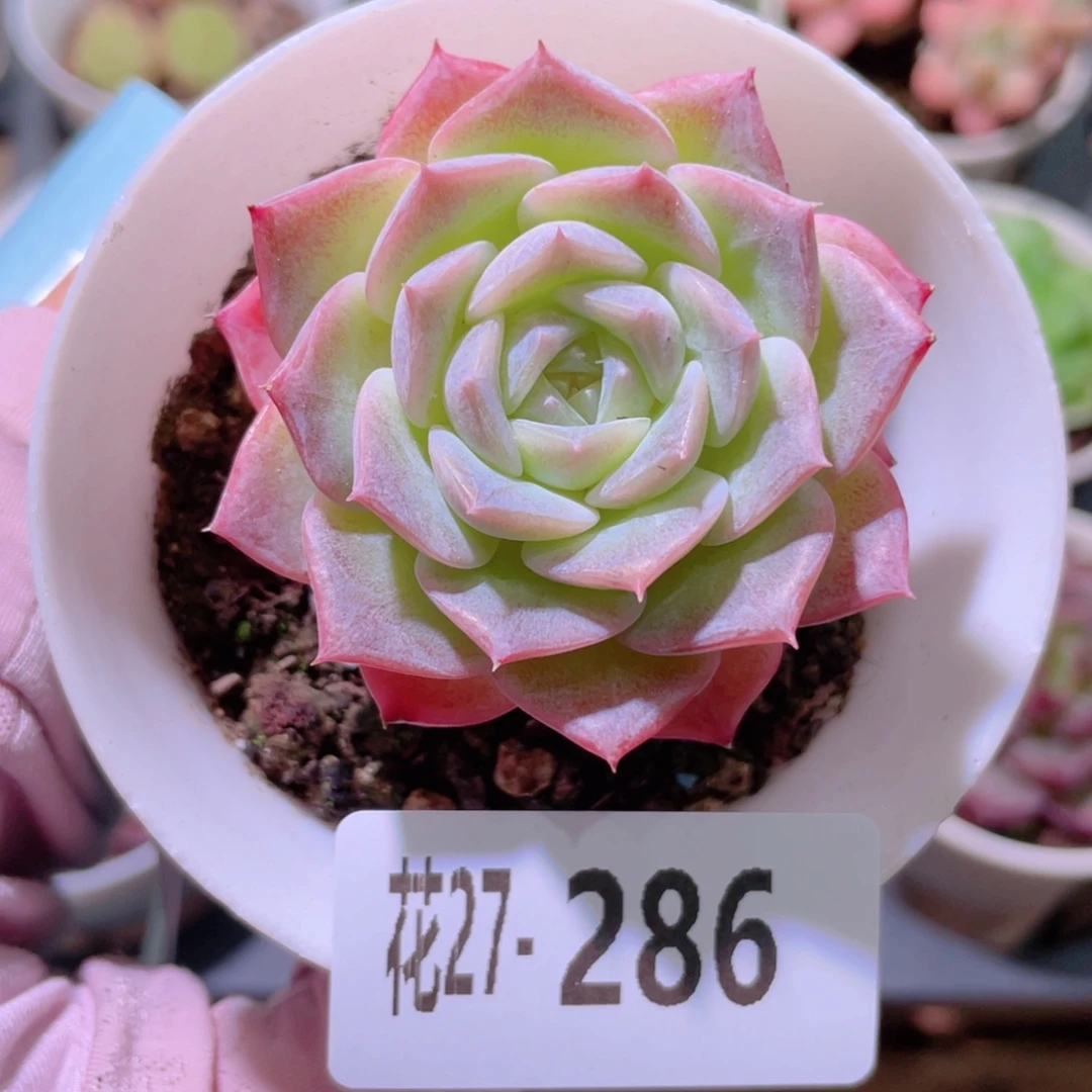 花利美27-286纯爱