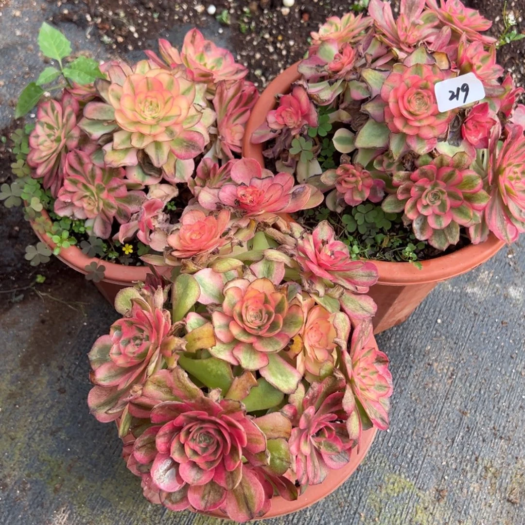 219荔枝有微瑕3颗多肉