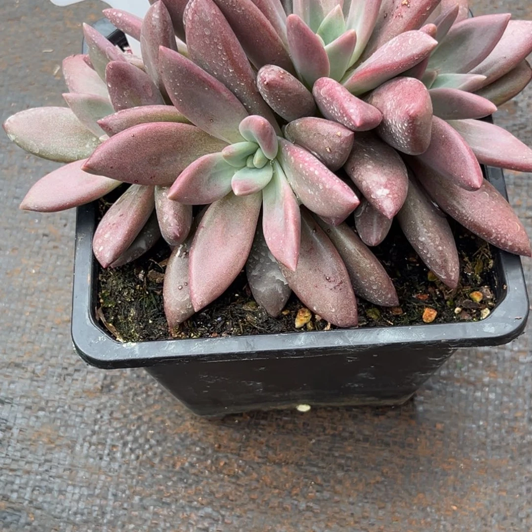 爱***爱知音多头群多肉植物