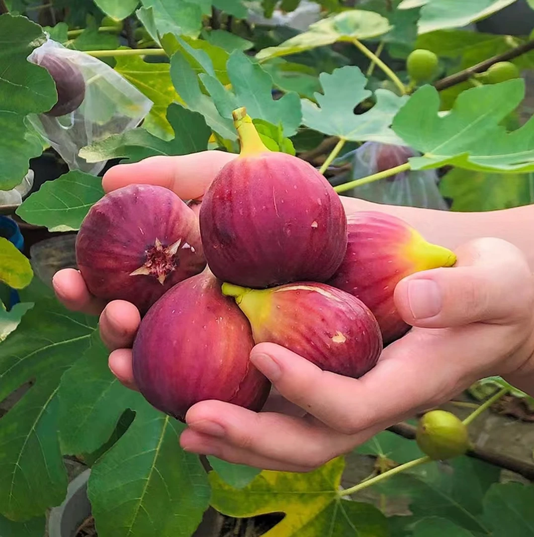 无花果盆栽（带果发货，运输途中掉果是正常现象，换盆无售后）