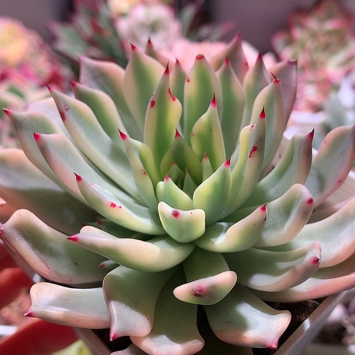 红爪锦锦锦锦锦锦