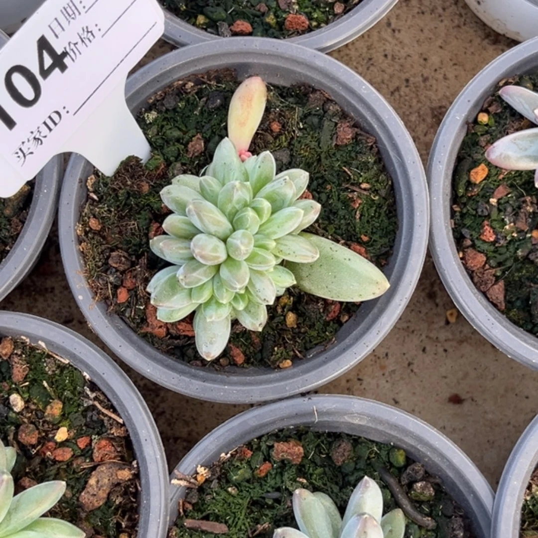 雪黛莉缀多肉植物