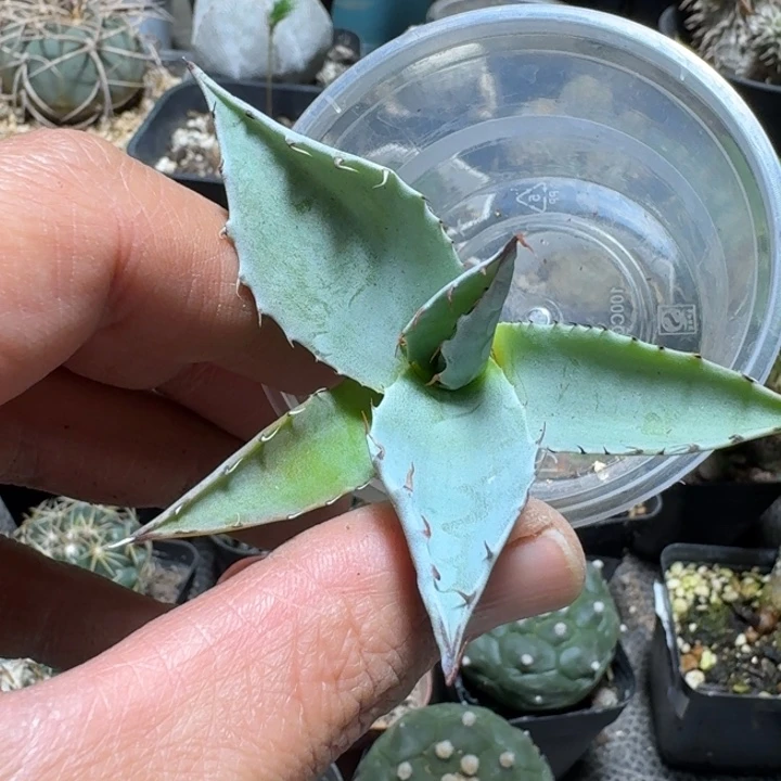 728蓝皮虚空藏脱土发货