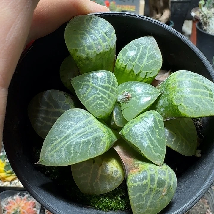 677水晶康平101脱土发货