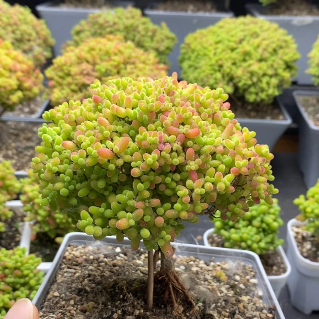 蜜橘糖球6260枝干番杏