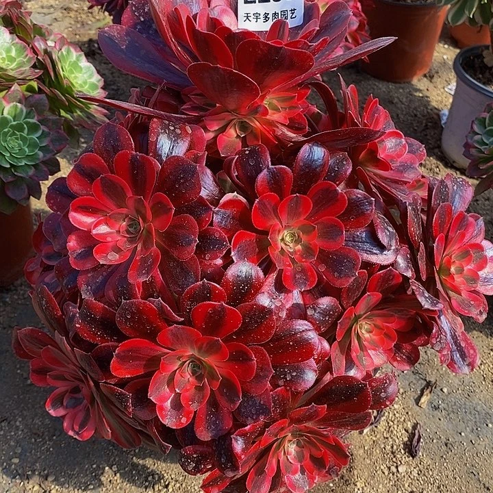 美杜莎多肉植物293