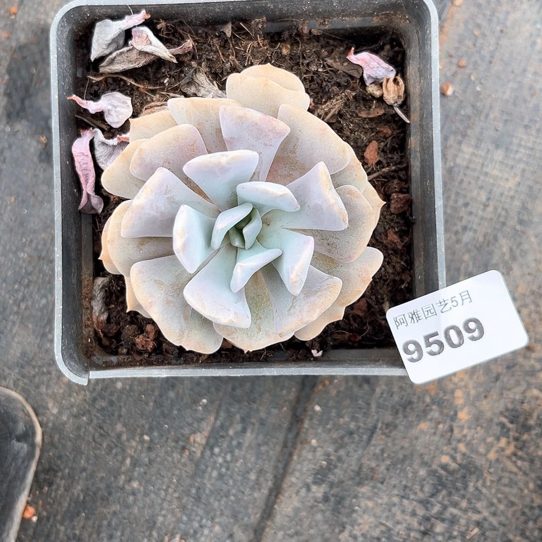 阿雅园艺。  雪精灵9509