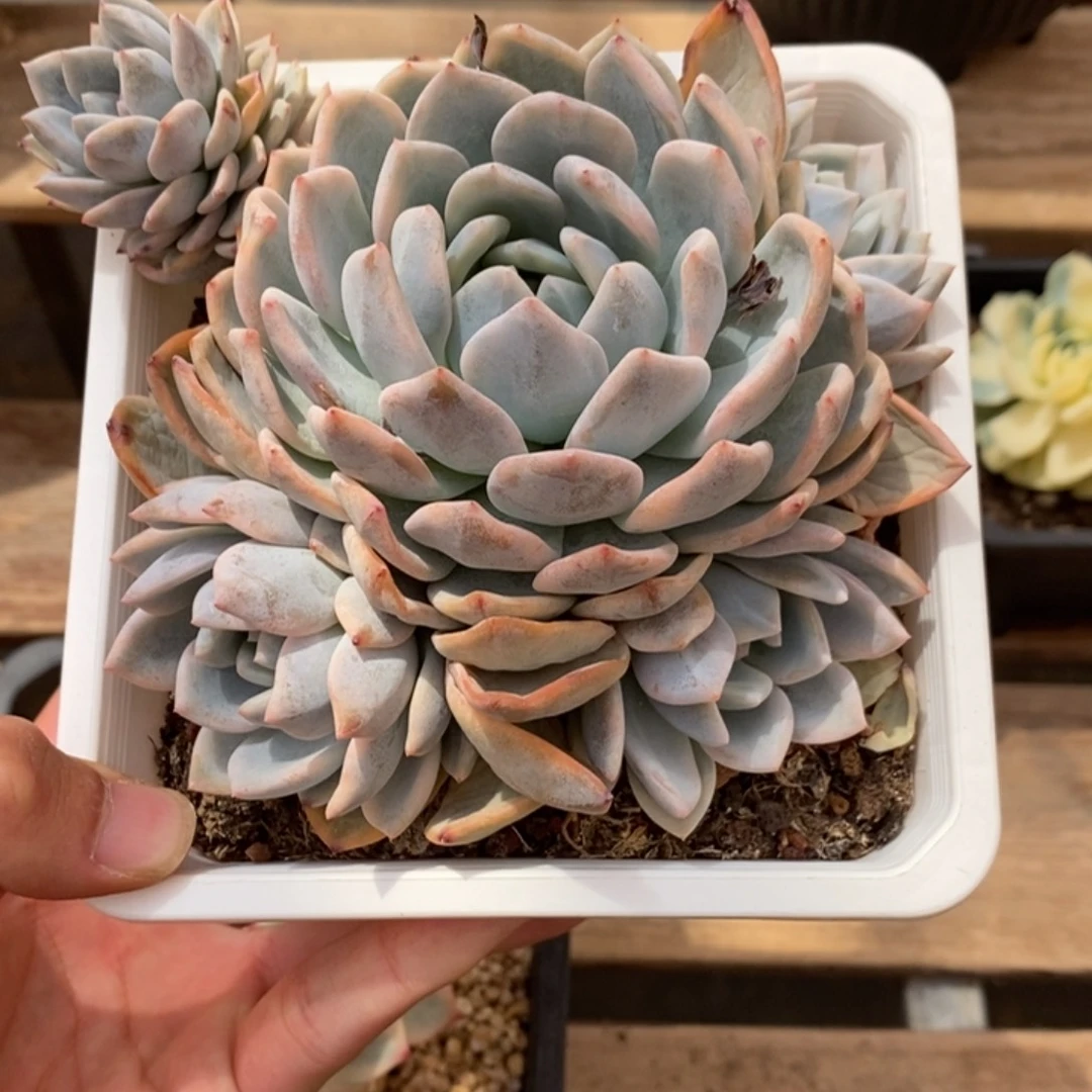 梦露锦多肉植物2815